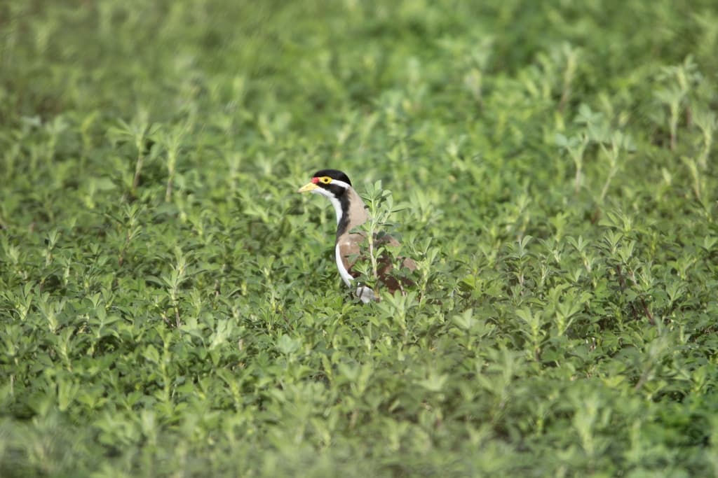 Banded Lapwing