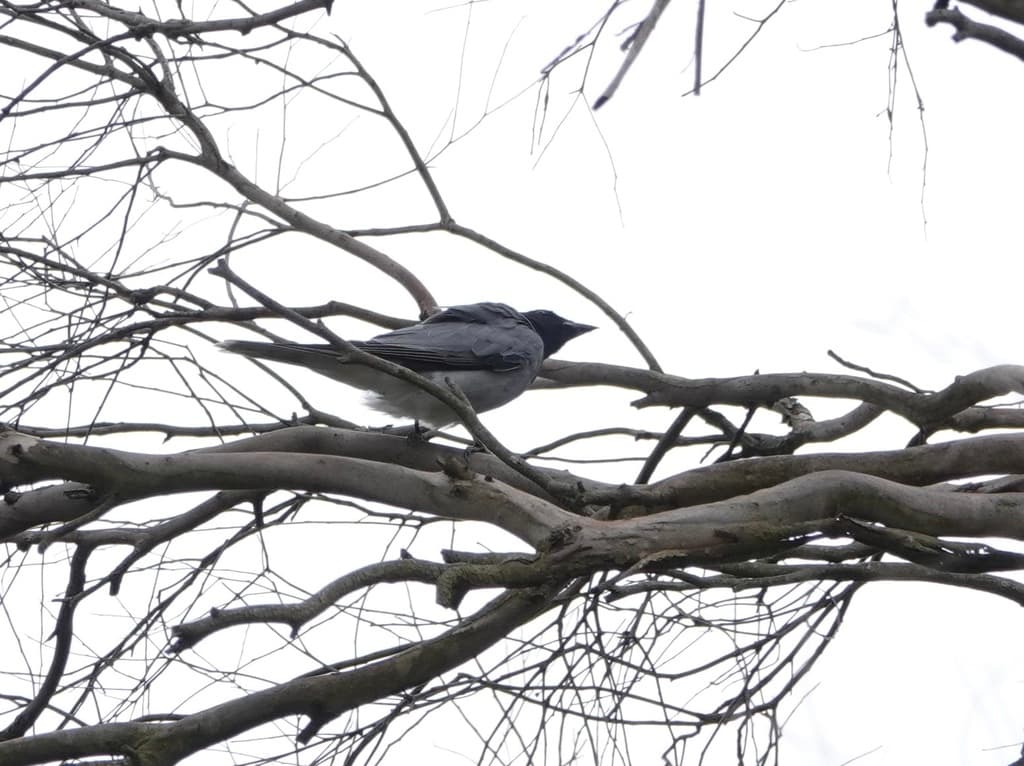Black-faced Cuckooshrike