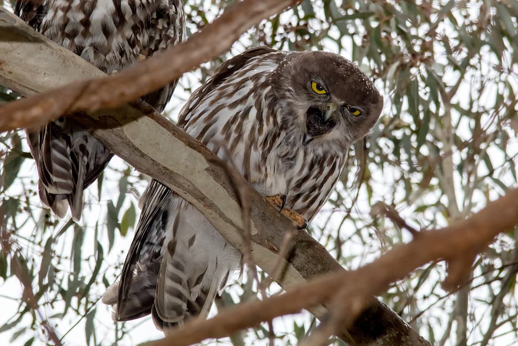 Barking Owl