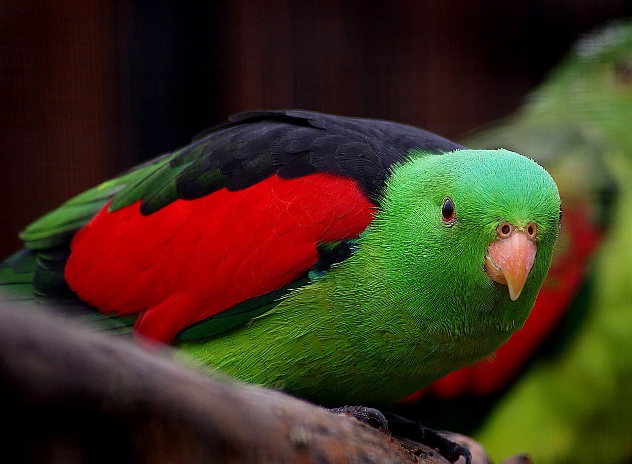 Red-winged Parrot