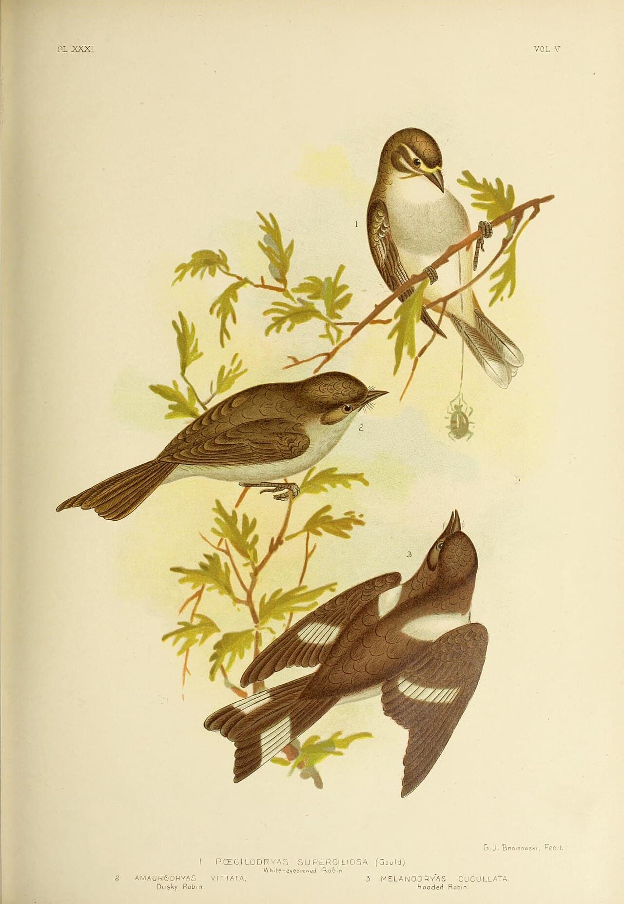 Dusky Robin