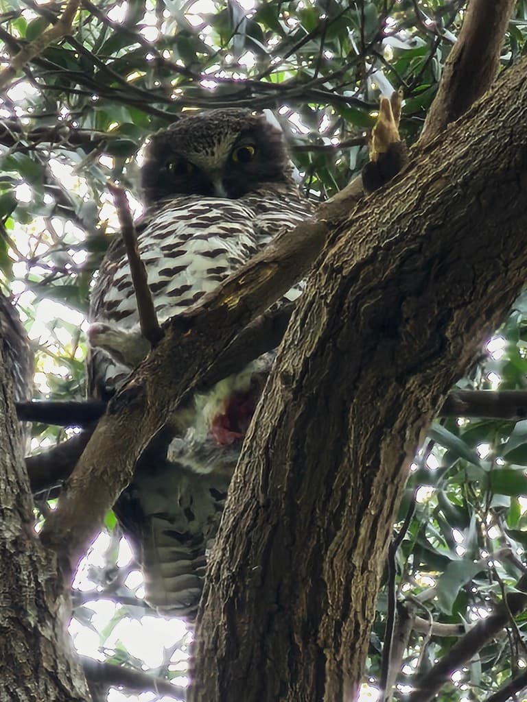 Powerful Owl