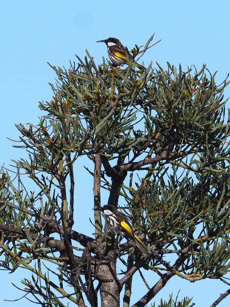 White-cheeked Honeyeater