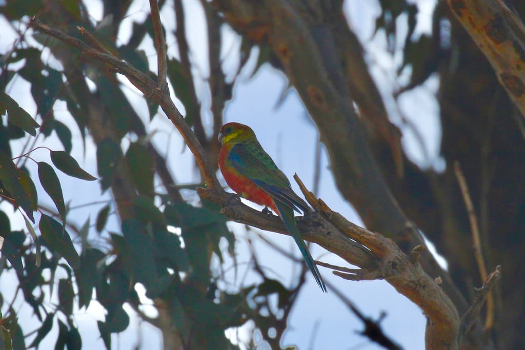 Western Rosella