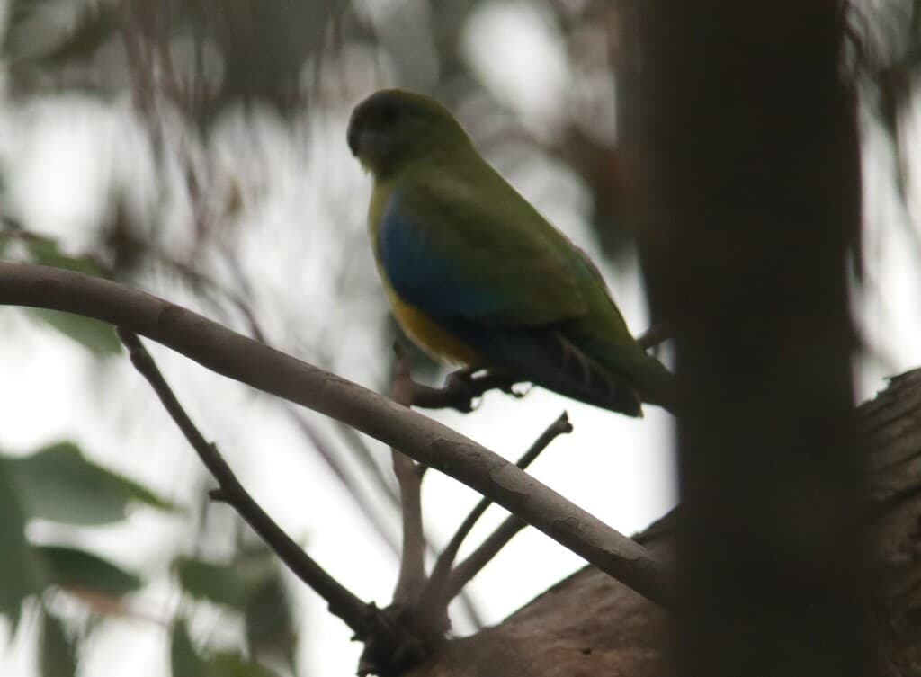 Turquoise Parrot
