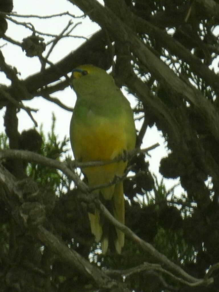 Blue-winged Parrot