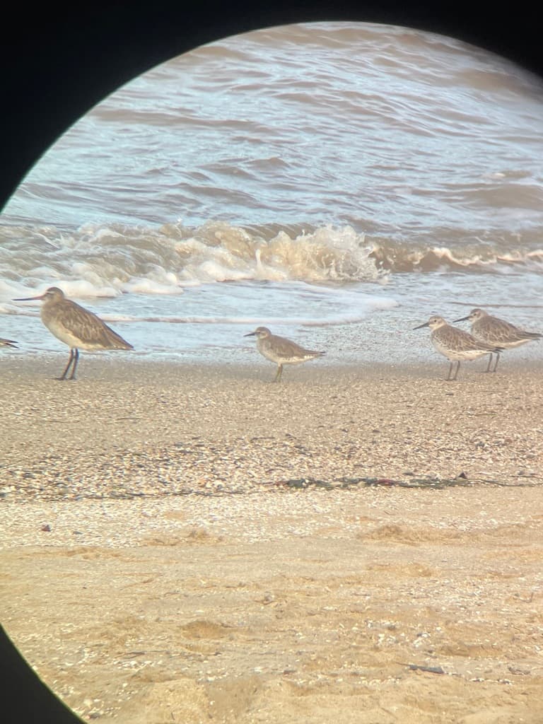 Red Knot