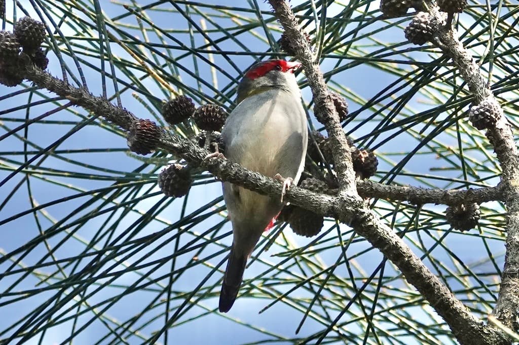 Red-browed Finch