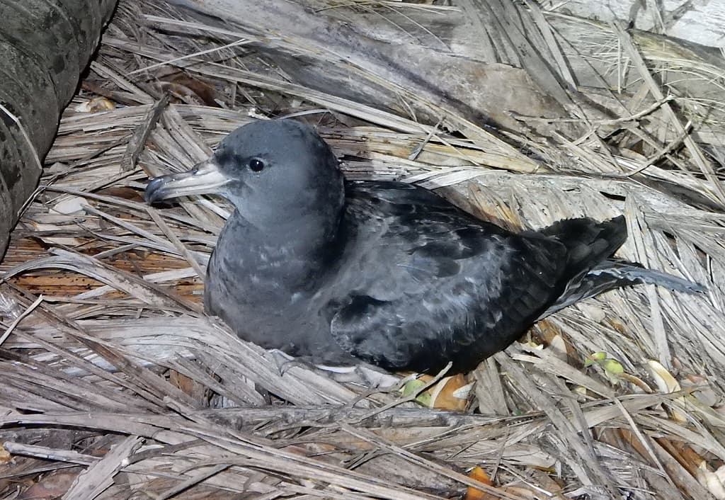 Flesh-footed Shearwater