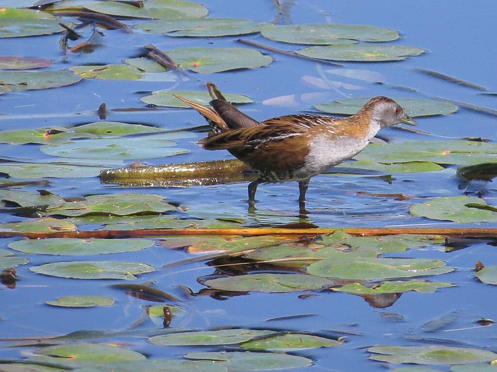Baillon's Crake