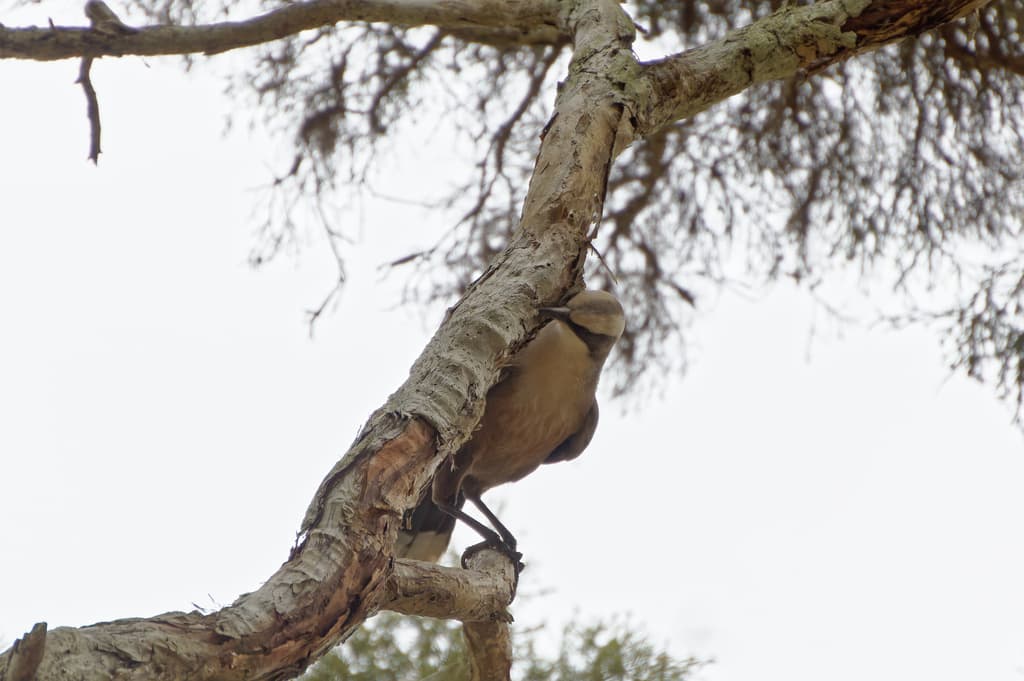 Grey-crowned Babbler