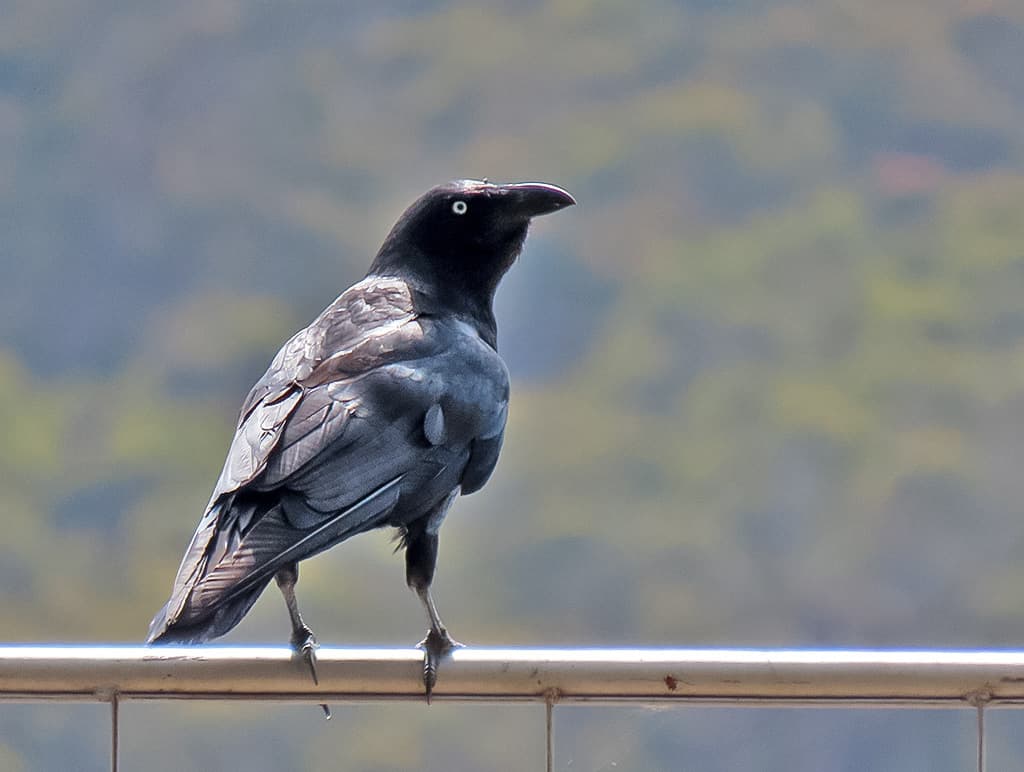 Forest Raven