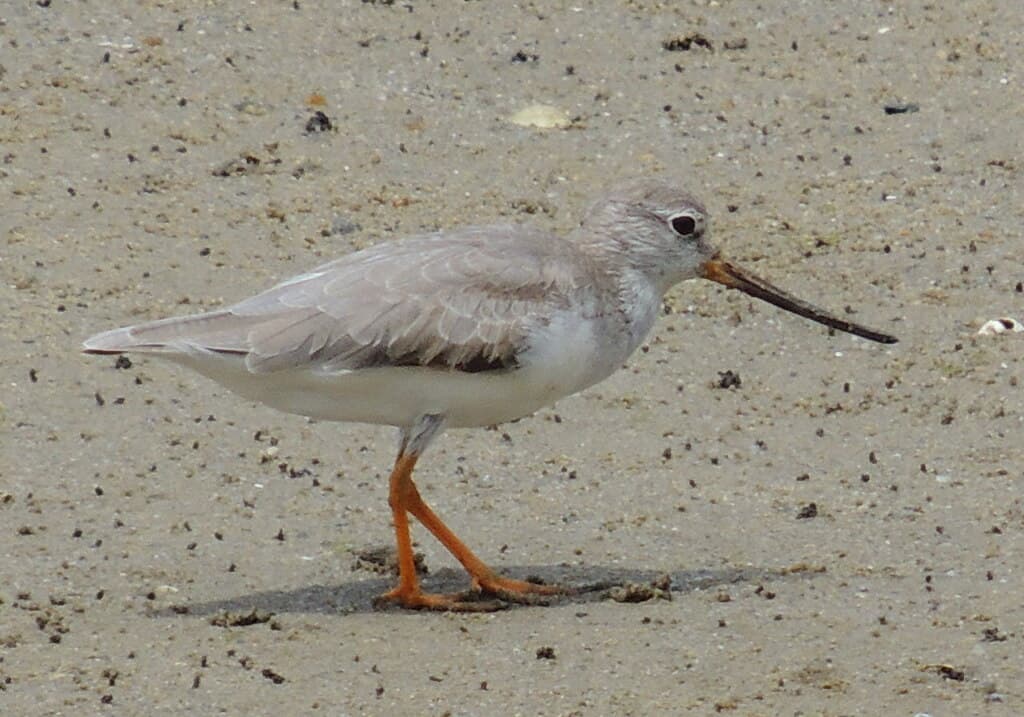 Terek Sandpiper