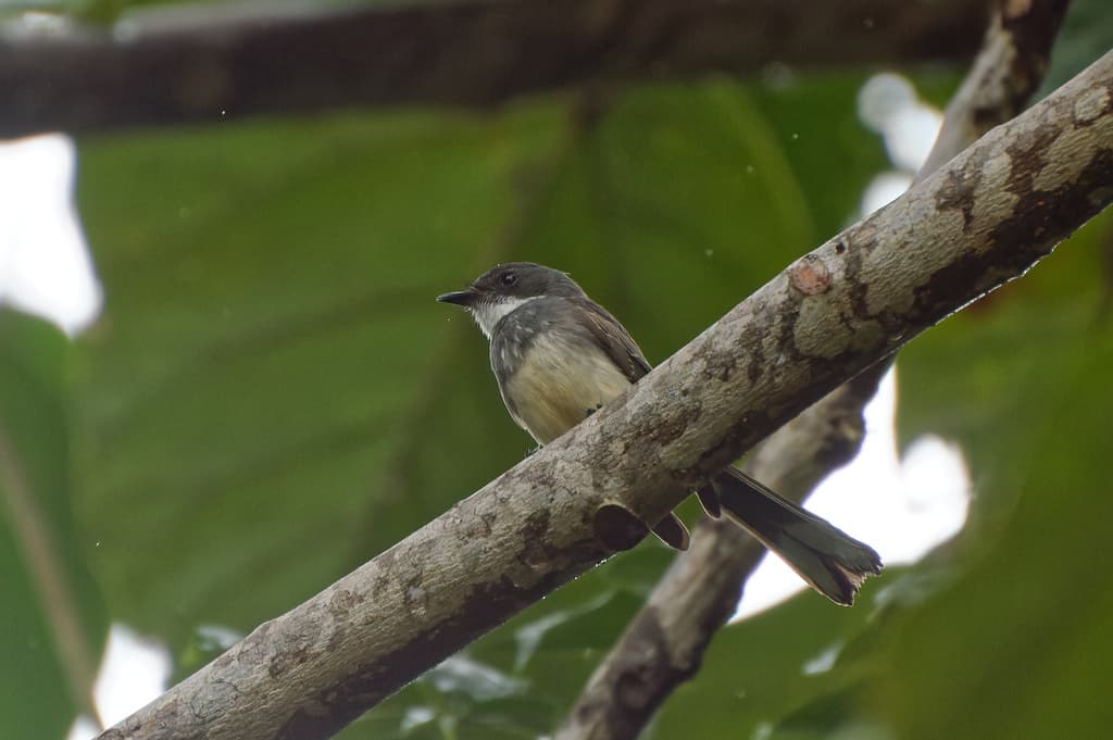 Northern Fantail