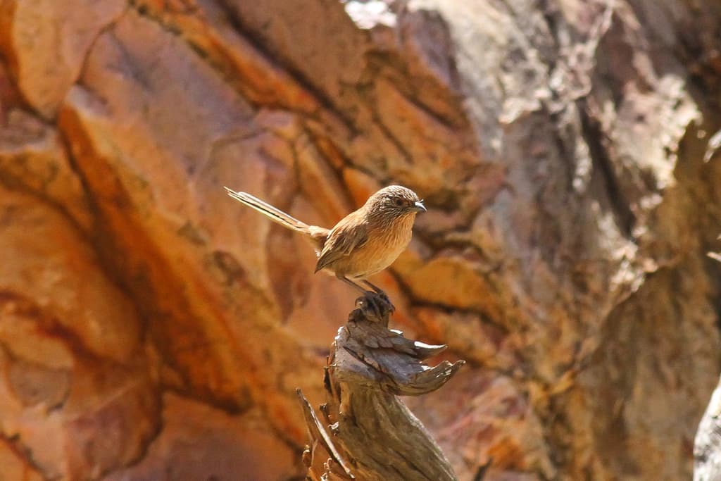 Dusky Grasswren