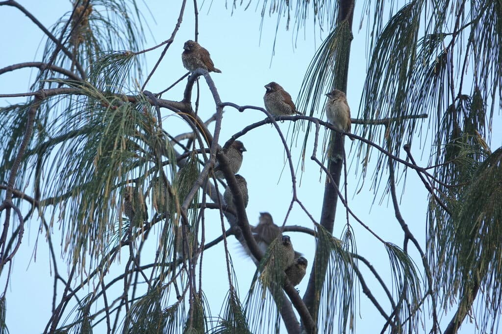 Scaly-breasted Munia