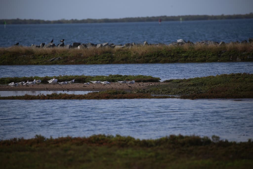 Lesser Crested Tern