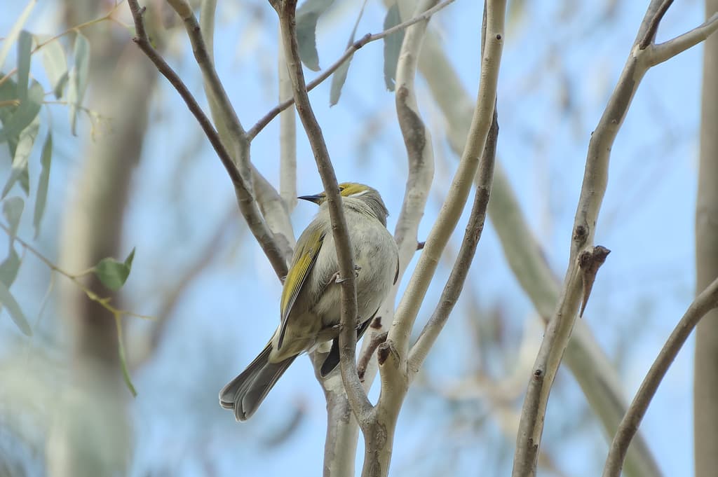 White-plumed Honeyeater