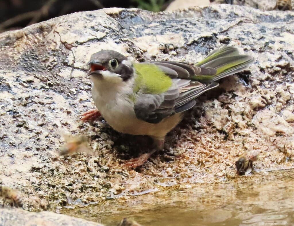 Brown-headed Honeyeater