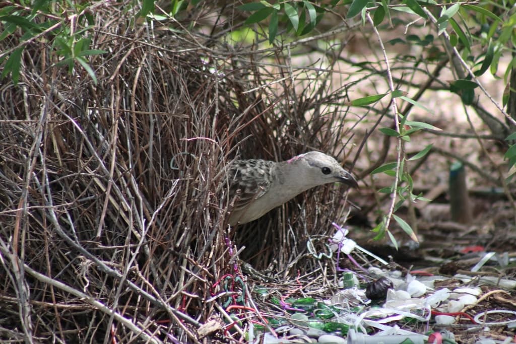 Great Bowerbird