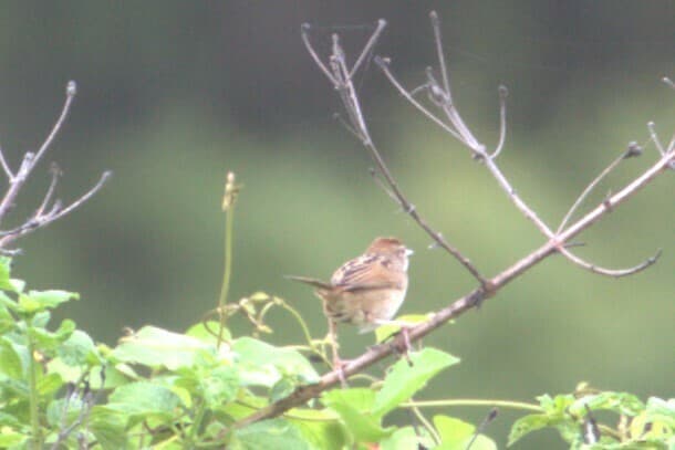 Tawny Grassbird