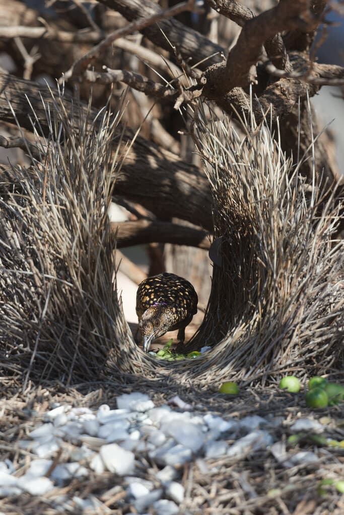 Western Bowerbird