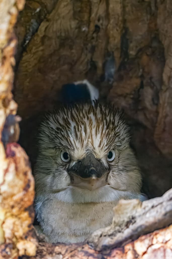 Blue-winged Kookaburra