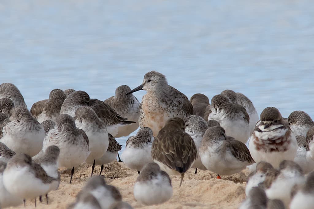 Red Knot
