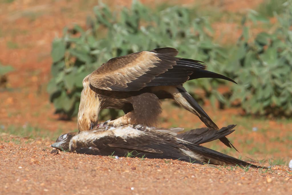 Wedge-tailed Eagle