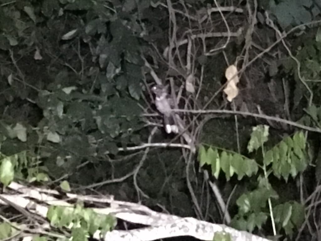 Large-tailed Nightjar