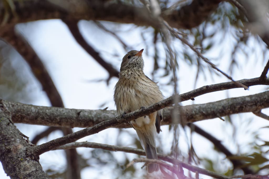 Rufous Whistler