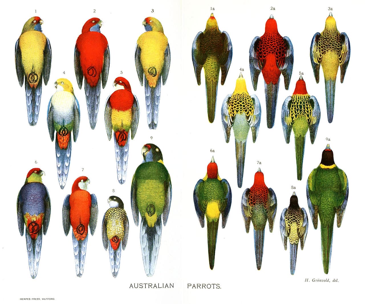 Northern Rosella