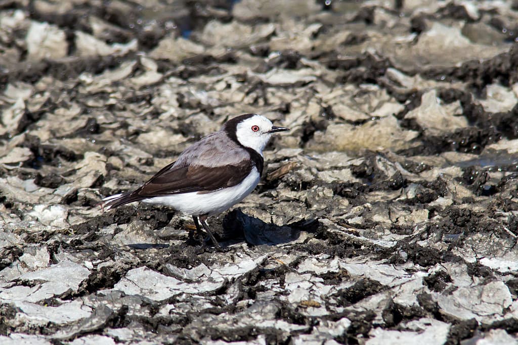White-fronted Chat