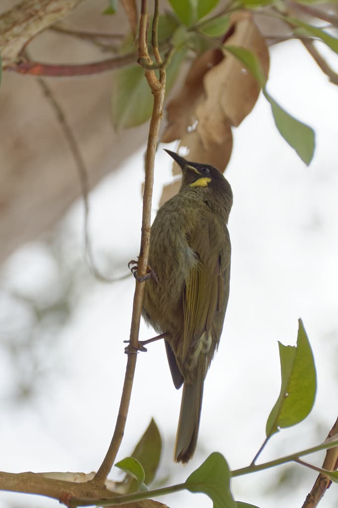 Lewin's Honeyeater