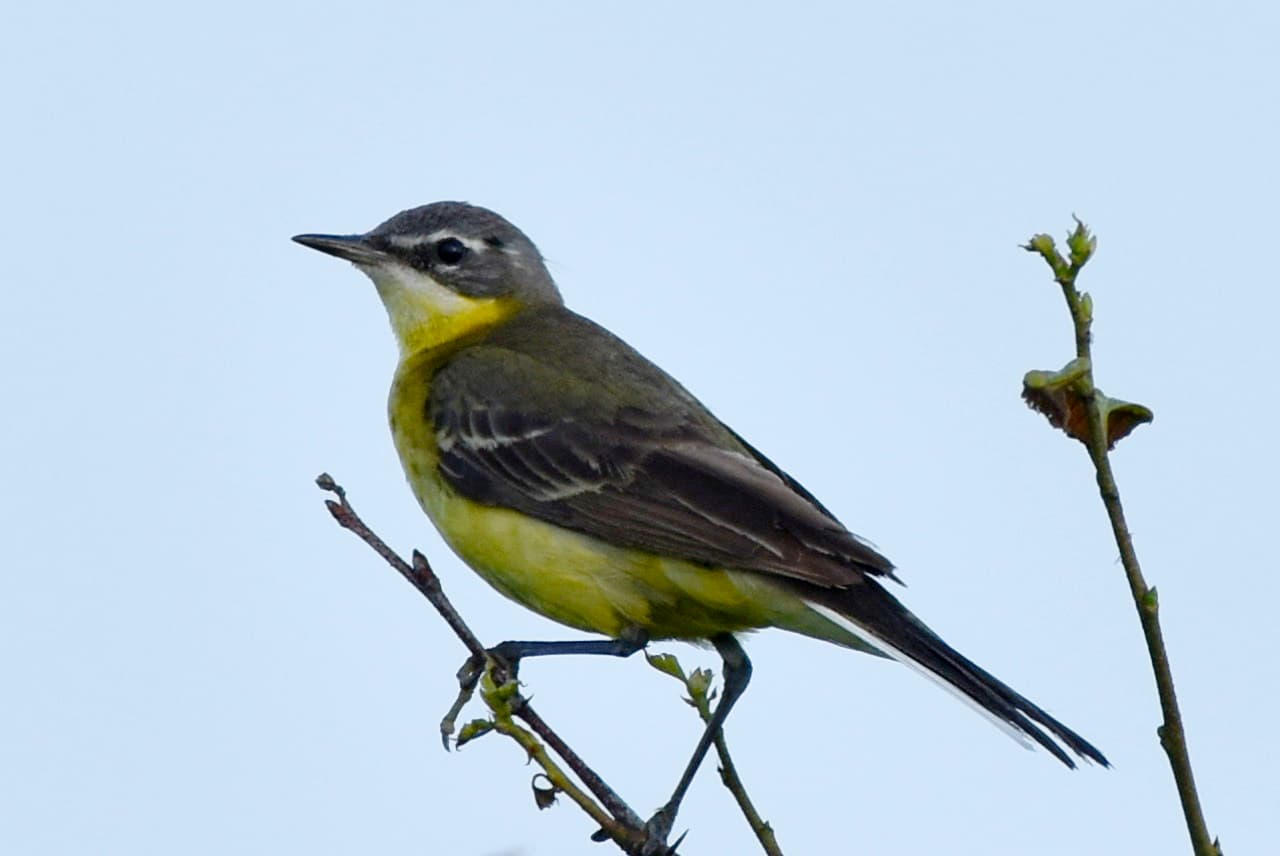 Eastern Yellow Wagtail