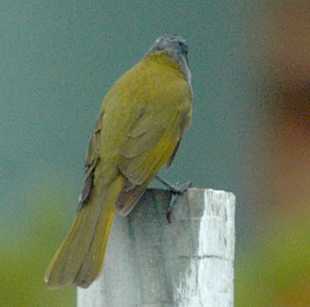 Yellow-throated Honeyeater