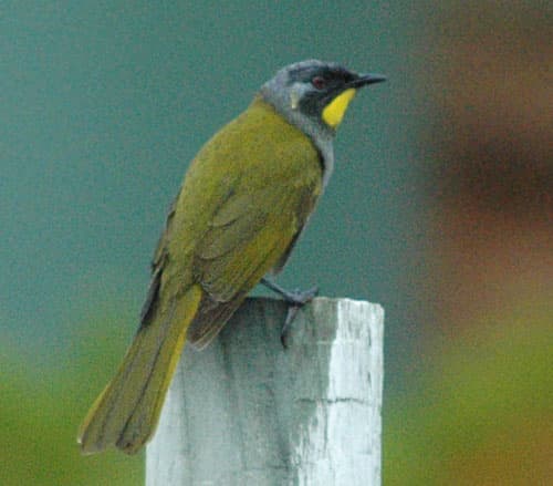 Yellow-throated Honeyeater