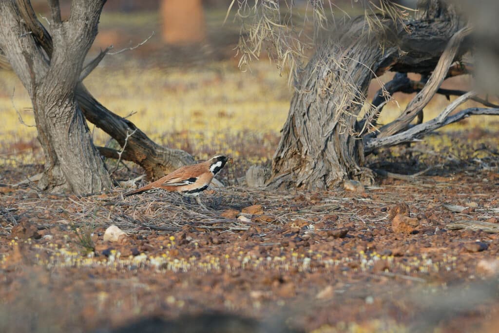 Western Quail-thrush