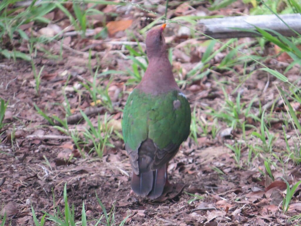 Common Emerald Dove