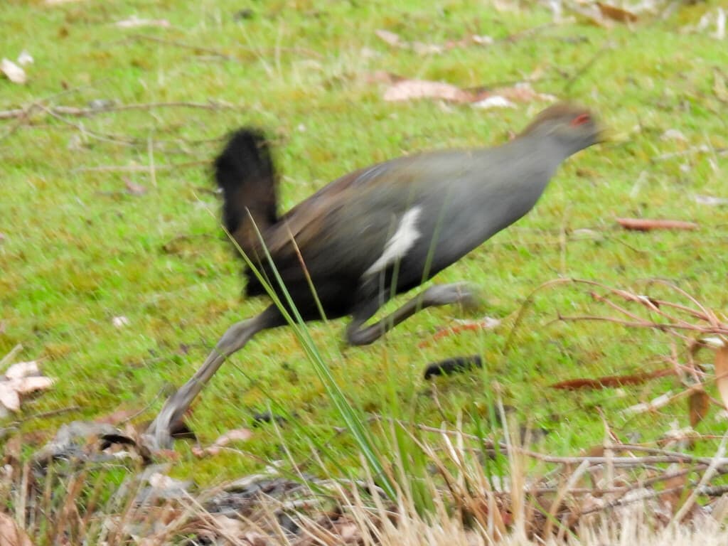 Tasmanian Nativehen