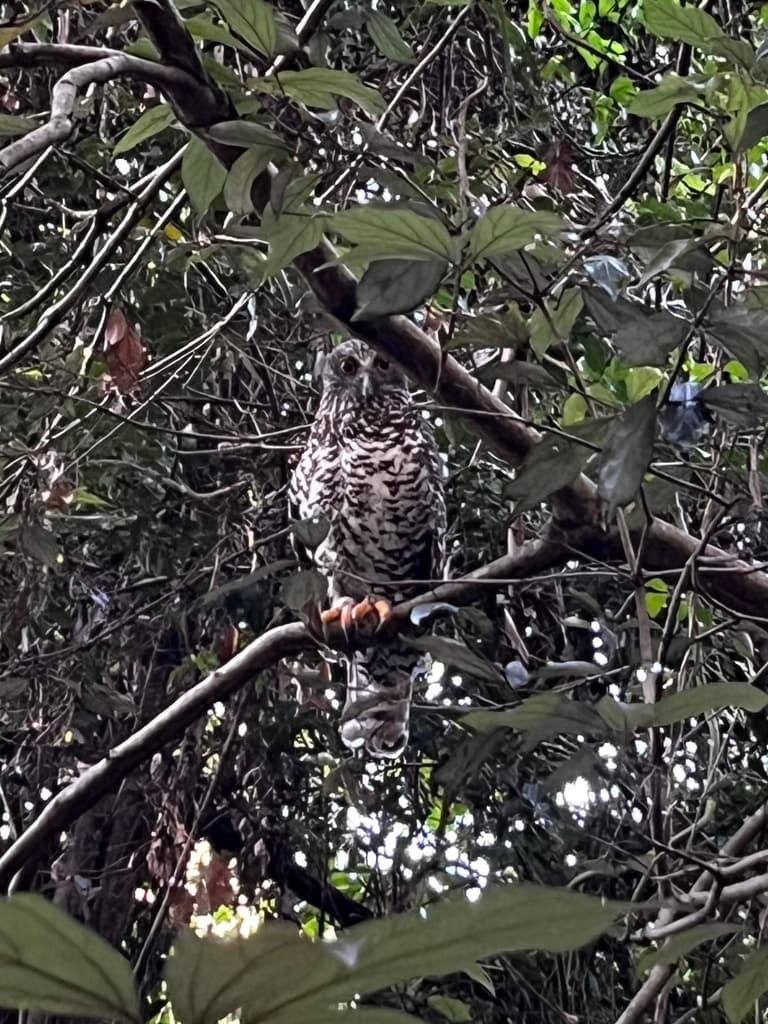 Powerful Owl