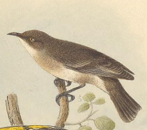 Grey Honeyeater