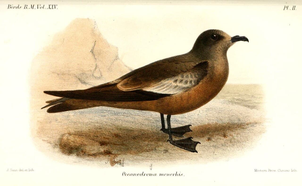 Swinhoe's Storm Petrel