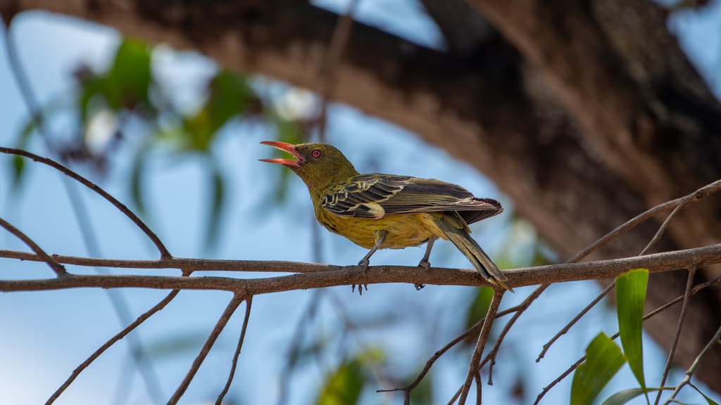Green Oriole
