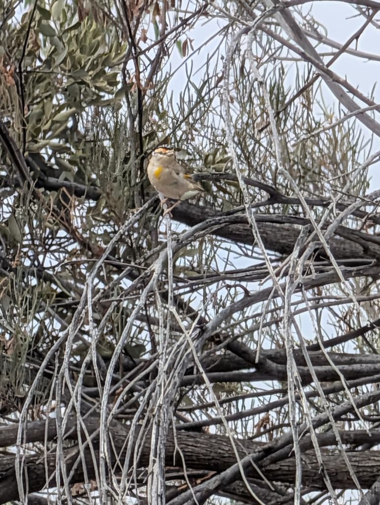 Red-browed Pardalote