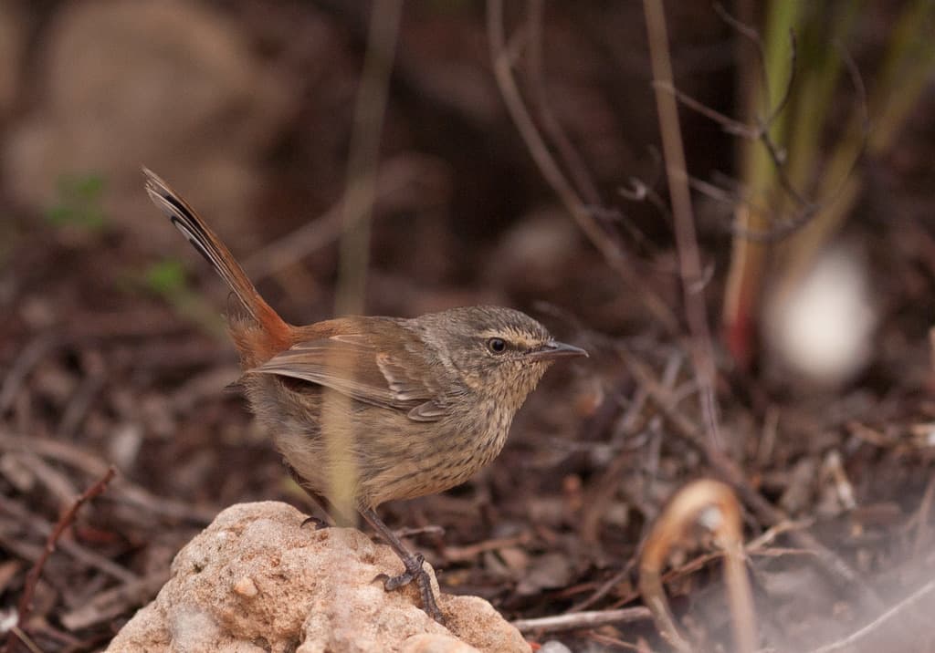 Chestnut-rumped Heathwren