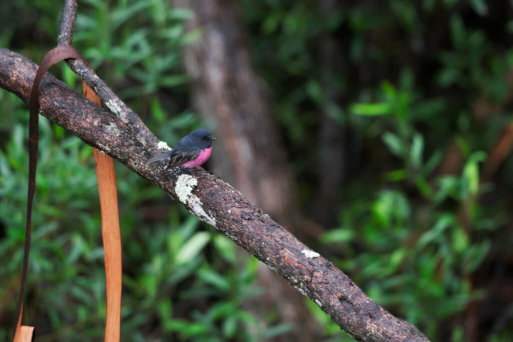 Pink Robin