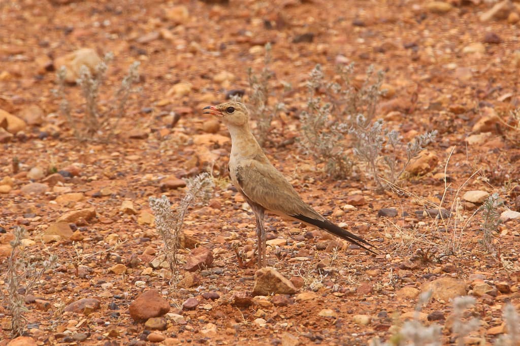 Australian Pratincole