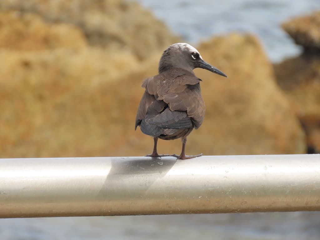 Black Noddy