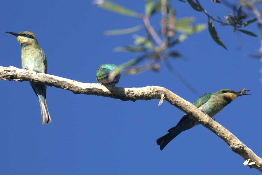 Rainbow Bee-eater